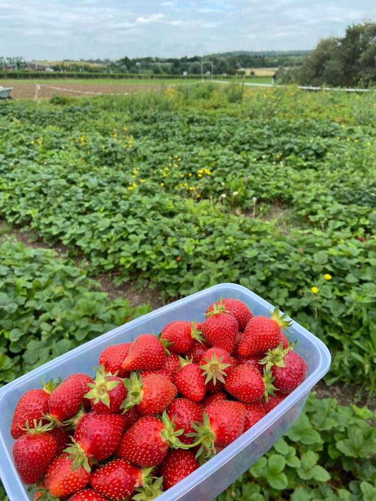 Cueillette de fraises