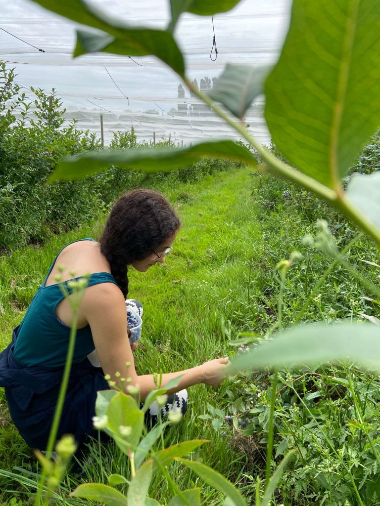Cueillette de myrtilles