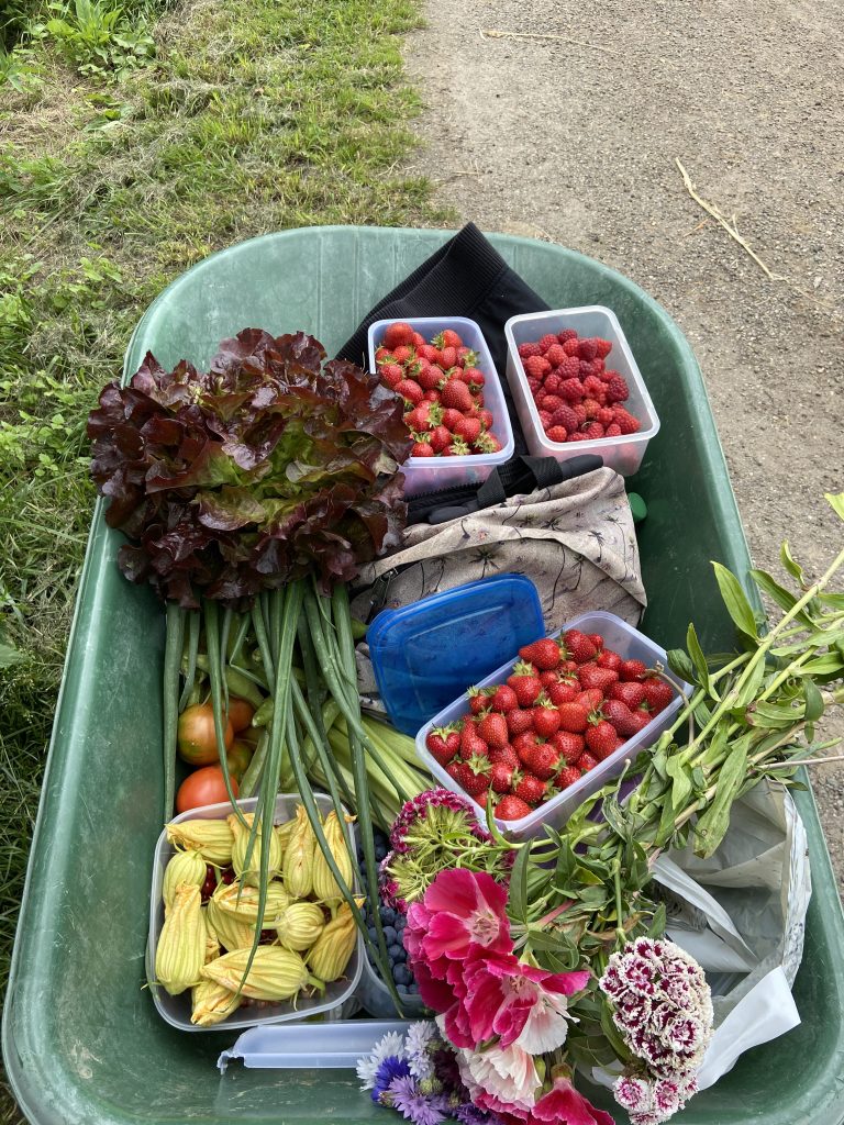 Cueillette de fruits et légumes